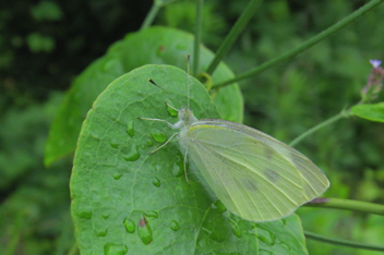 Cabbage White female